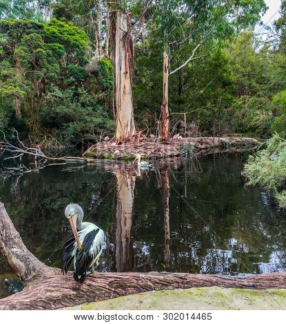 Australian park. Large waterfowl Australian pelicans with a pink beak swim in a shallow pond. Pelicans are looking for fresh fish. Ecotourism concept