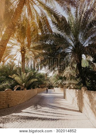 View Of The Unesco Enlisted Oasis In Al Ain, Uae