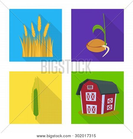Isolated Object Of Wheat And Corn Symbol. Collection Of Wheat And Harvest Vector Icon For Stock.