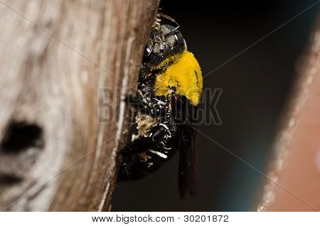 Carpenter Bee In de natuur
