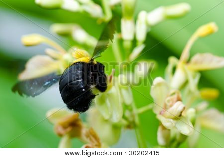 Carpenter Bee In de natuur