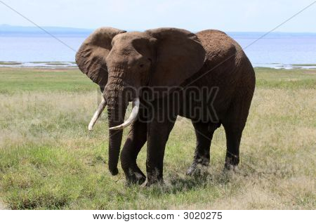 Fil boğa Gölü: Manyara