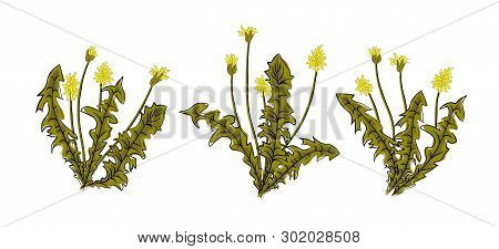 Vector Illustration Dandelions With Leaves Flower Meadow. Summer Flower Natural Season Beautiful Yel