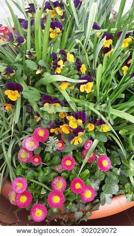 Summer Flower Arrangement Of Violets And Daisies In A Pot.