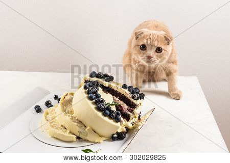 Naughty Cat With Broken Cake. Punishment And Regret. Bad Luck. Cute Scottish Fold Cat. Rogue. Happy 