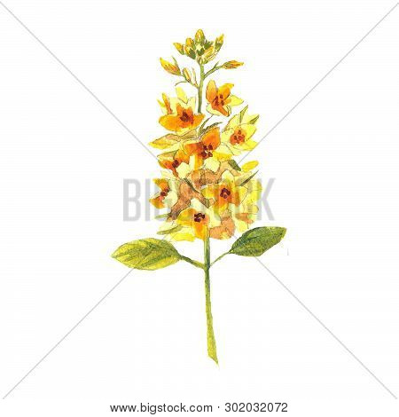 Flowers Watercolor Illustration. A Tender Yellow Eremurus On A White Background.