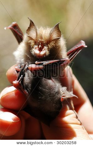 Fledermaus mit Kind