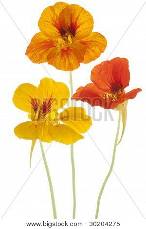 Nasturtium