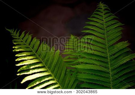 Fern In The Forest Illuminated By Hard Light. Nature And Greenery.