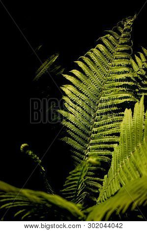 Fern In The Forest Illuminated By Hard Light. Nature And Greenery.