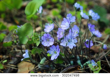 Violet Flowers hepatica noble in the northern spring forest. Beautiful delicate violets grow in the forest