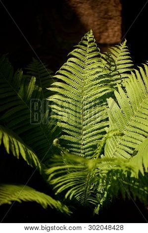 Fern In The Forest Illuminated By Hard Light. Nature And Greenery.