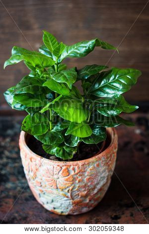 Coffea Arabica - Coffee Plant In A Flower Pot