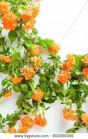 A Beautiful Crossandra, With Bright Orange Flowers And Lush Greens On A White Background With Copy S