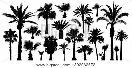 Palm Tropical Trees Silhouette. Isolated On White Background. Vector Set