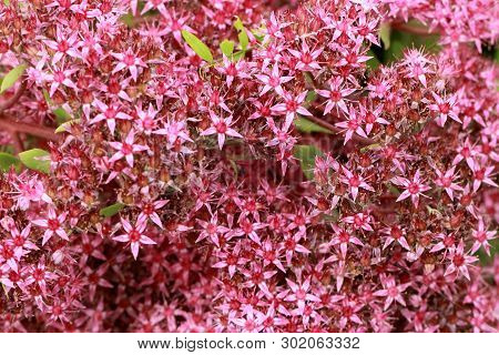 Beautiful Pink Background Of Flowers Sedum Telephium (hylotelephium) Of A Medicinal Plant, High Cont