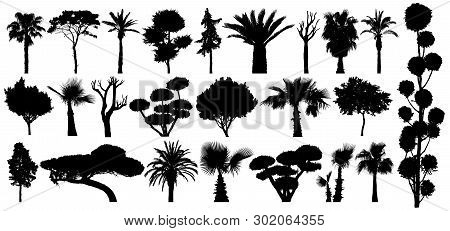 Set Of Subtropical Trees And Shrubs. Isolated Vector Silhouette On A White Background