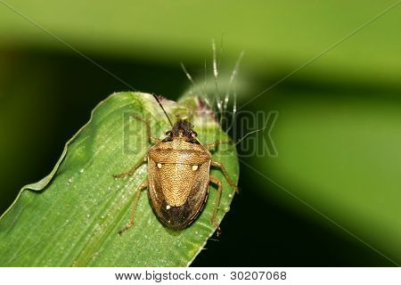 Stinkbug