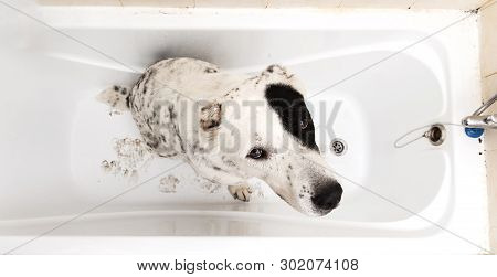 Bathing Of The Central Asian Shepherd Dog . Dog Taking A Bubble Bath. Alabai Grooming Dog.