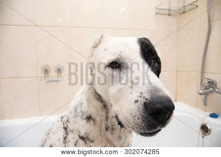 Bathing Of The Central Asian Shepherd Dog . Dog Taking A Bubble Bath. Alabai Grooming Dog.