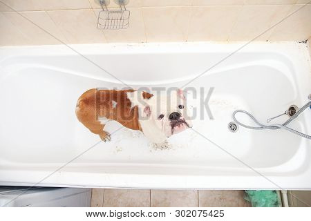 Bathing Of The English Bulldog. Dog Taking A Bubble Bath. Grooming Dog.