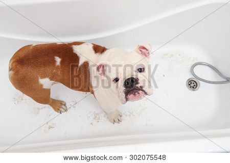 Bathing Of The English Bulldog. Dog Taking A Bubble Bath. Grooming Dog.