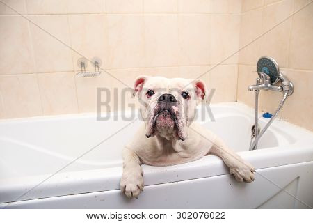 Bathing Of The English Bulldog. Dog Taking A Bubble Bath. Grooming Dog.
