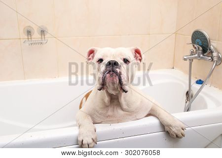 Bathing Of The English Bulldog. Dog Taking A Bubble Bath. Grooming Dog.