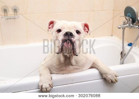 Bathing Of The English Bulldog. Dog Taking A Bubble Bath. Grooming Dog.