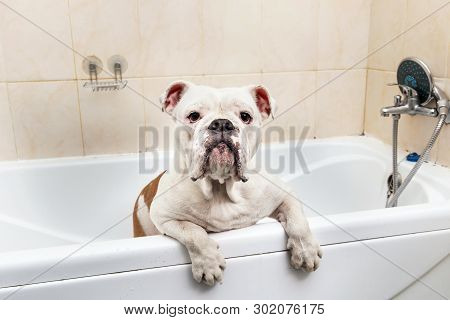 Bathing Of The English Bulldog. Dog Taking A Bubble Bath. Grooming Dog.
