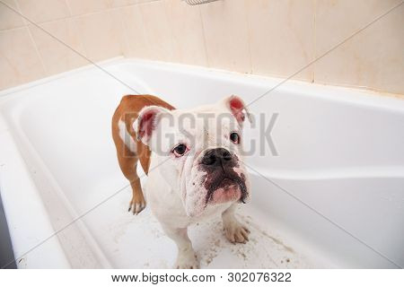 Bathing Of The English Bulldog. Dog Taking A Bubble Bath. Grooming Dog.