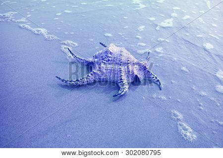 Chiragra Spider Conch Shell Isolate On Sand Beach With Seafoam In Blue Color