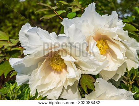 California Tree Poppy Flowers In Closeup, Big White Flowers In Bloom During Spring Season, Nature Ba
