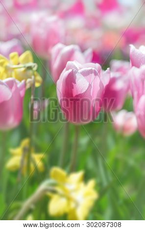 Colorful Tulps And Daffodils In Spring Garden. Blurred Floral Background, There Is No Focus Point He