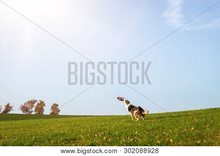 Hund Is Catching A Flying Disc Or Frisbee, Dog Sport And Disc Dog Trainee In The Nature