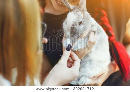 Close-up Gray Bunny On Hand Of Dark-haired Smiling Woman. Cuty Gray Rabbit With People. Connection W