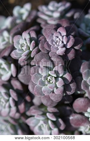 Broadleaf Stonecrop - Latin Name - Sedum Spathulifolium