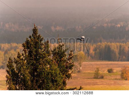 Forty Fly From Fir-tree Top, View From Height
