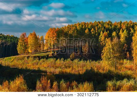 The Birches On Break Of The Hill Lit With Sunlight, Mari El, Russia