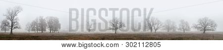 Oaks And Other Trees Stand In Dense Fog In The Open Field, A Panorama From Several Frames, Mari El, 