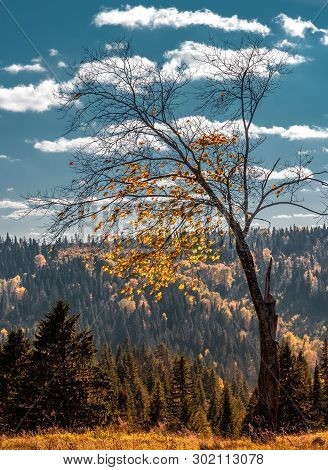 View Of Trees Of The Autumn Wood At The Hill, With Blue Sky, Stone Hill, Mari El, Russia