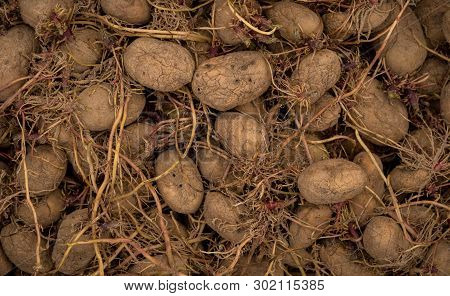 Old Potatoes