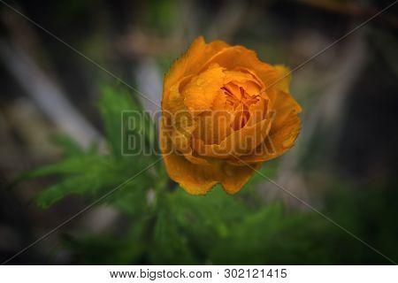 Spring Flowers On A Blurred Background. The Globeflower. Yellow Flowers Trollius Or Globeflower.