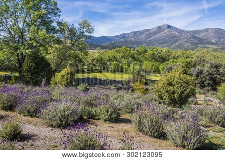 Spring Landscape With Blooming Flowers And Mountains In The Sierra Of Guadarrama. Becerril Of The Si