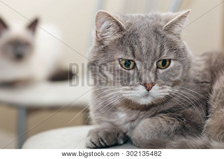 Two Cats, Gray And White, Lie On The Chairs One After Another.
