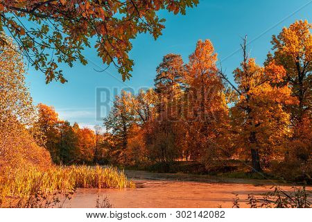 Autumn At The Forest River In Sunny Day