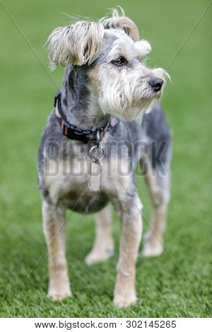 Schnauzer Yorkie crossbreed (Snorkie) standing and looking a way. Off-leash dog park in Northern California.