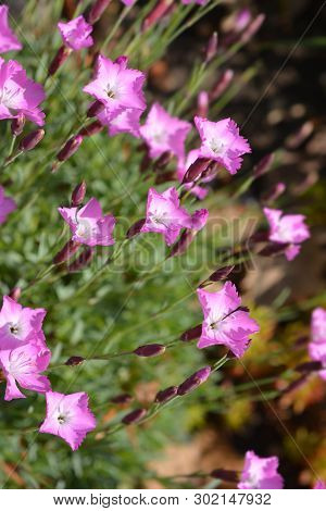 Cheddar Pink Carmineus - Latin Name - Dianthus Gratianopolitanus Carmineus