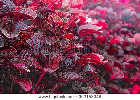 Red Blood Leaves Ornamental Plant. Red Leaves Of Iresine Herbstii With Can Be Used As Hallucinogenic