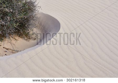Xerophile Plant In The Desert, Horizontal Shot With Text Space. Desert On Fuerteventura, Canary Isla